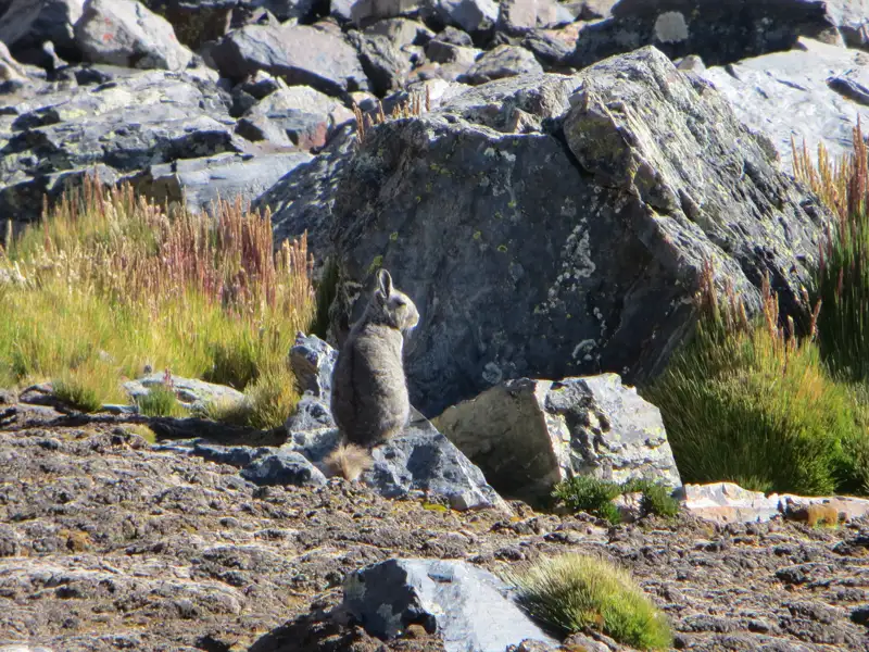 Ein Viscacha sitzt inmitten von Felsen und Gräsern in einer Berglandschaft.