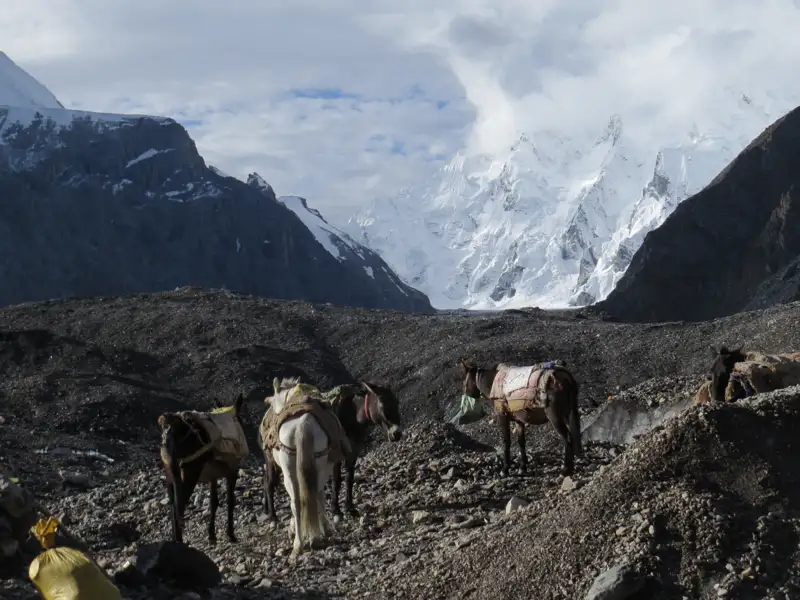 Packtiere tragen Gepäck durch eine hochalpine Landschaft, was auf eine Trekkingtour oder Expedition in den Bergen hindeutet.