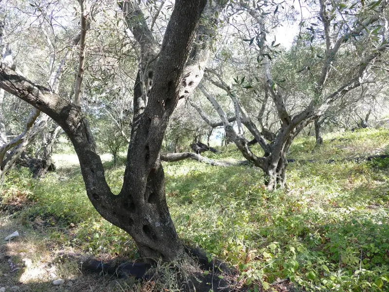 Knorrige Olivenbäume in einem Olivenhain.