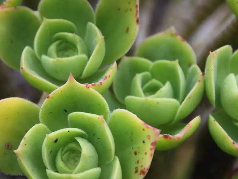 Grüne Sukkulenten in Nahaufnahme.