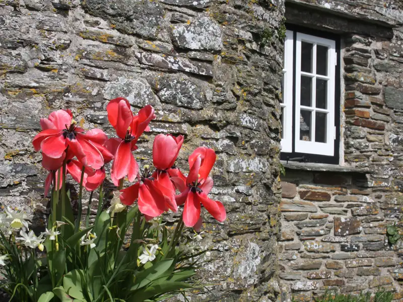 Rote Tulpen vor einer Steinmauer mit Fenster.