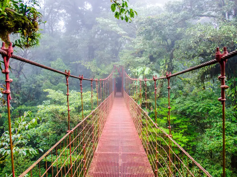 Metallische Hängebrücke im Nebelwald.