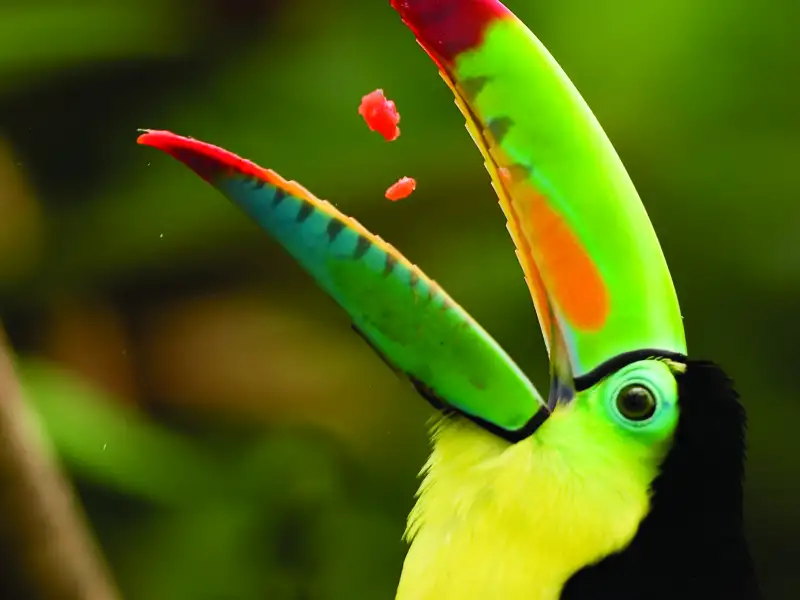 Ein Tukan mit seinem bunten Schnabel beim Fressen.