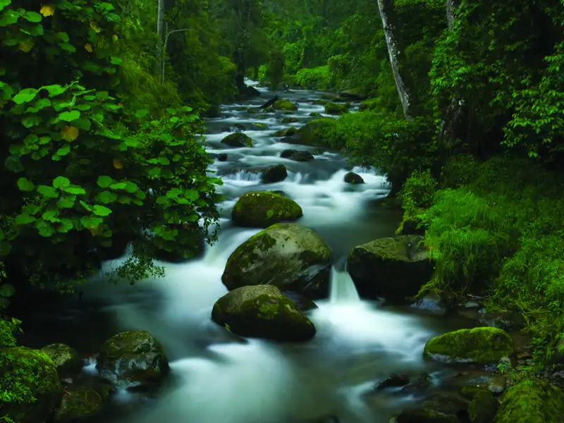 Ein idyllischer Flusslauf mitten im Wald.