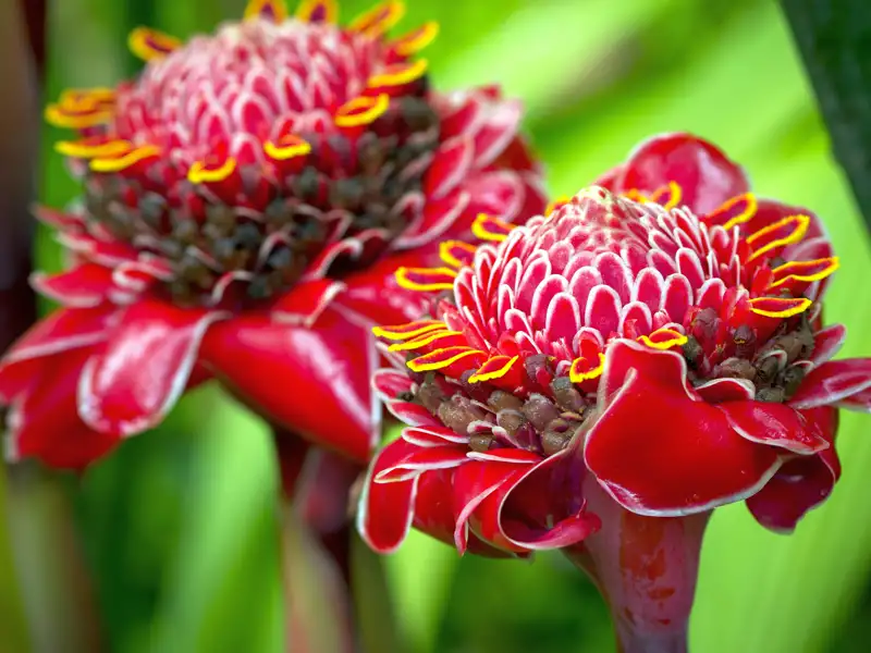 Zwei exotische rote Blüten im Detail.