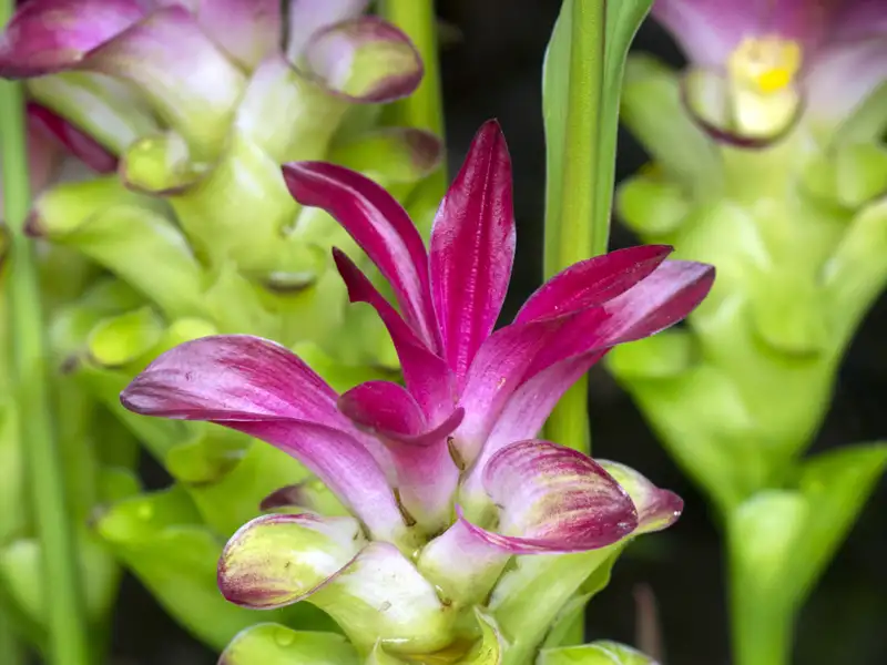 Pink-violette Kurkuma-Blüte in Nahaufnahme.
