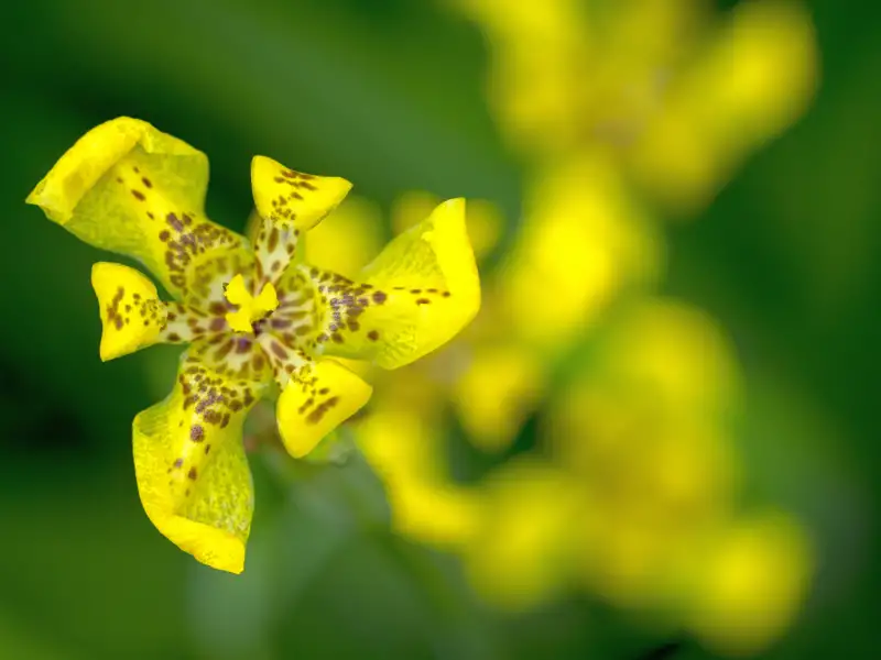 Gelb-braun gefleckte Blüte im Detail.