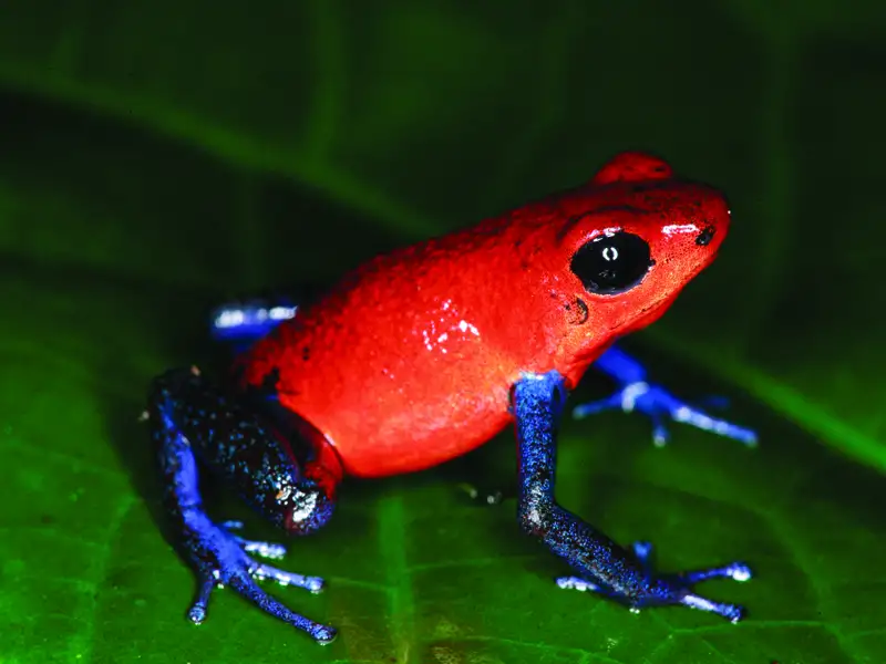 Roter Frosch mit blauen Beinen auf einem Blatt.