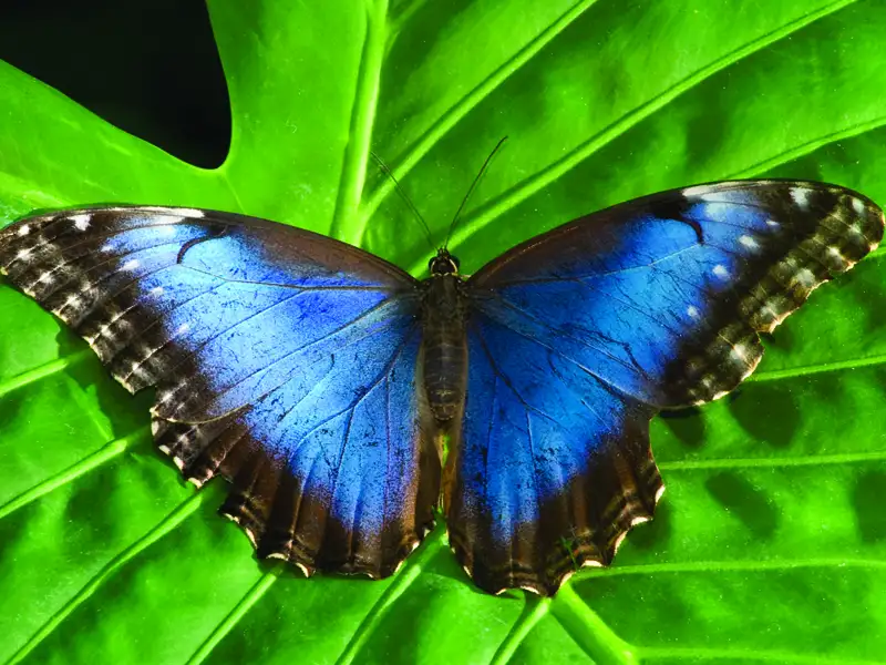 Blauer Schmetterling auf grünem Blatt