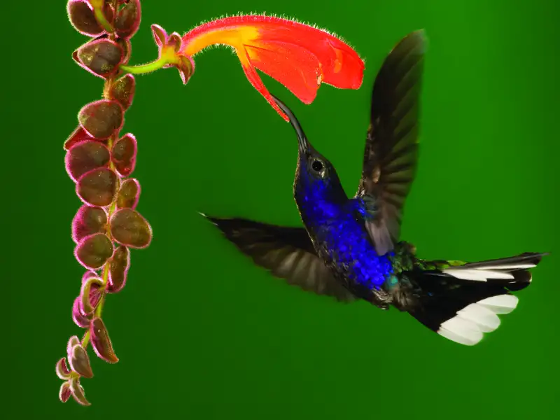 Kolibri im Flug beim Trinken von Nektar aus einer Blüte.