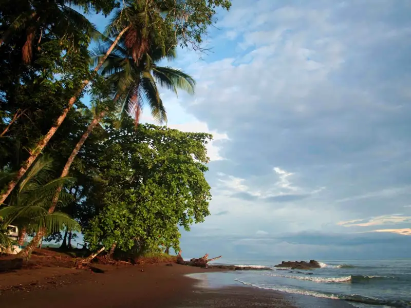 Palmen und tropische Vegetation am Strand.