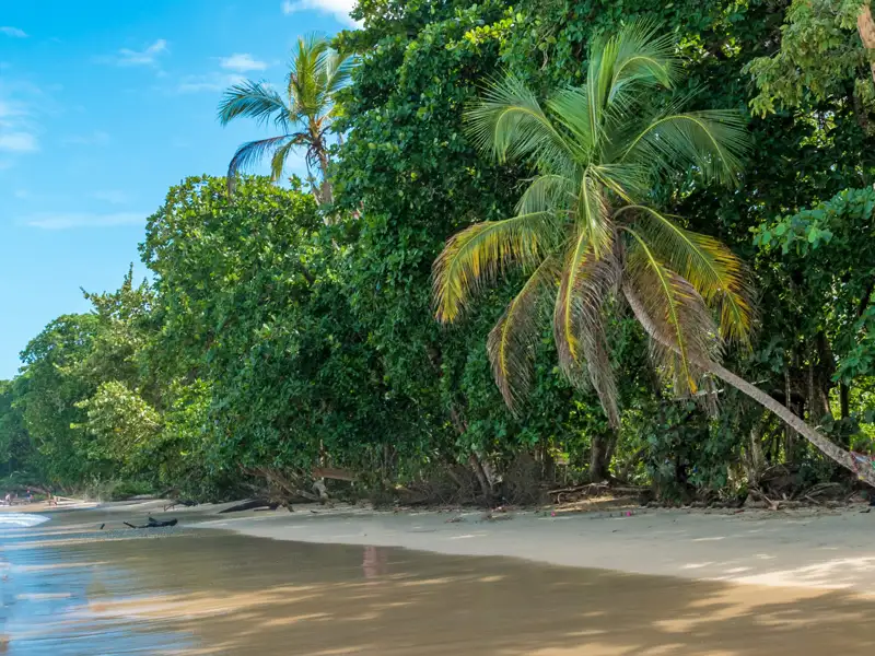 Palmen am weißen Sandstrand.