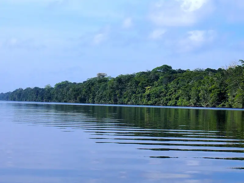 Uferbewaldung am Fluss.