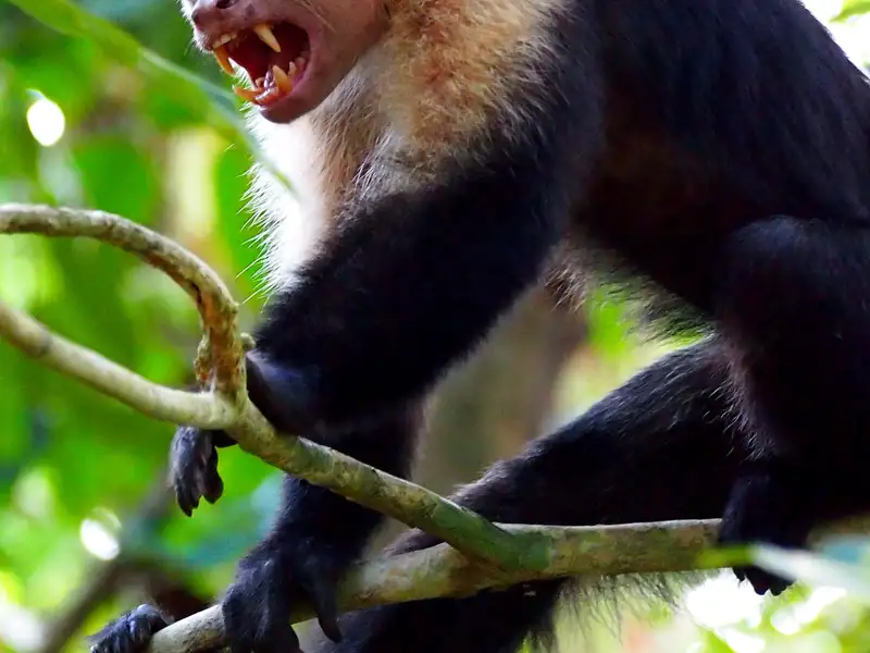 Affe mit geöffnetem Mund auf einem Ast sitzend.