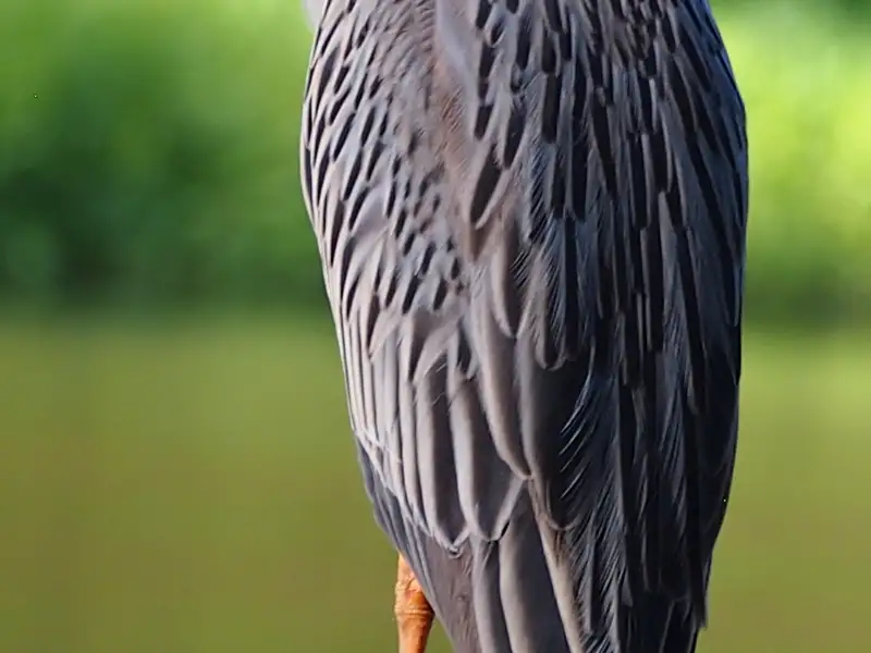 Nahaufnahme der Federn eines Vogels.