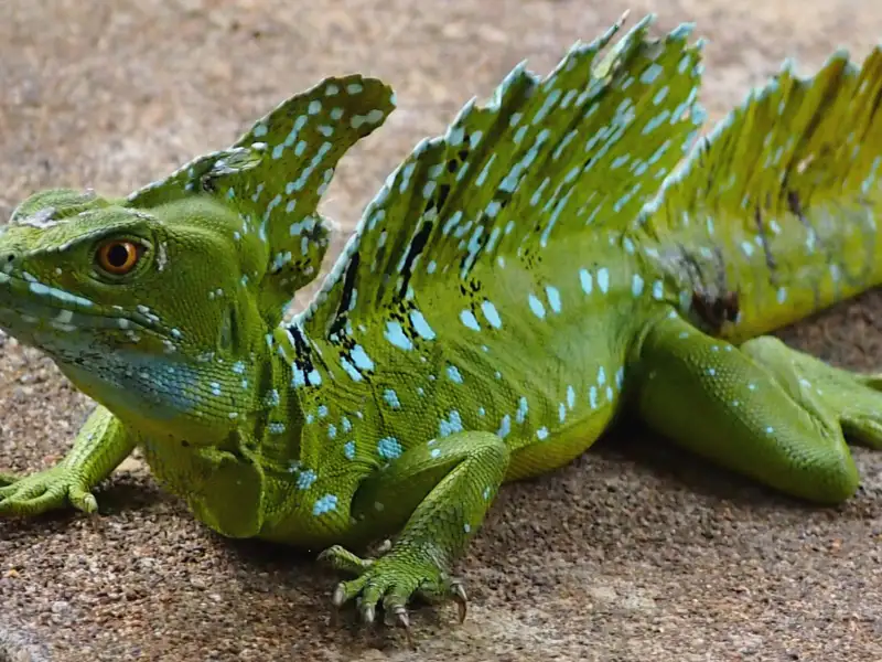 Grüner Basilisk auf einer Reise beobachtet.