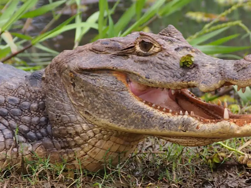 Kaiman mit geöffnetem Maul in seinem natürlichen Lebensraum.