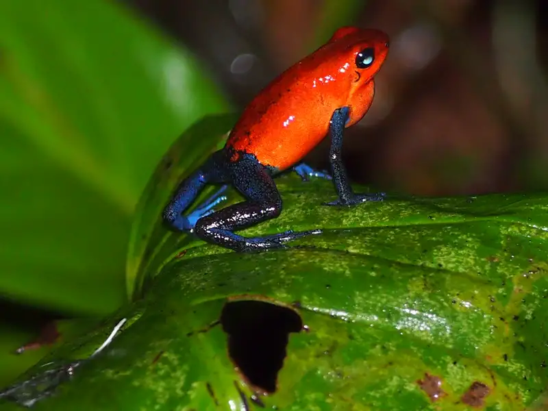 Roter Frosch mit blauen Beinen auf einem grünen Blatt.