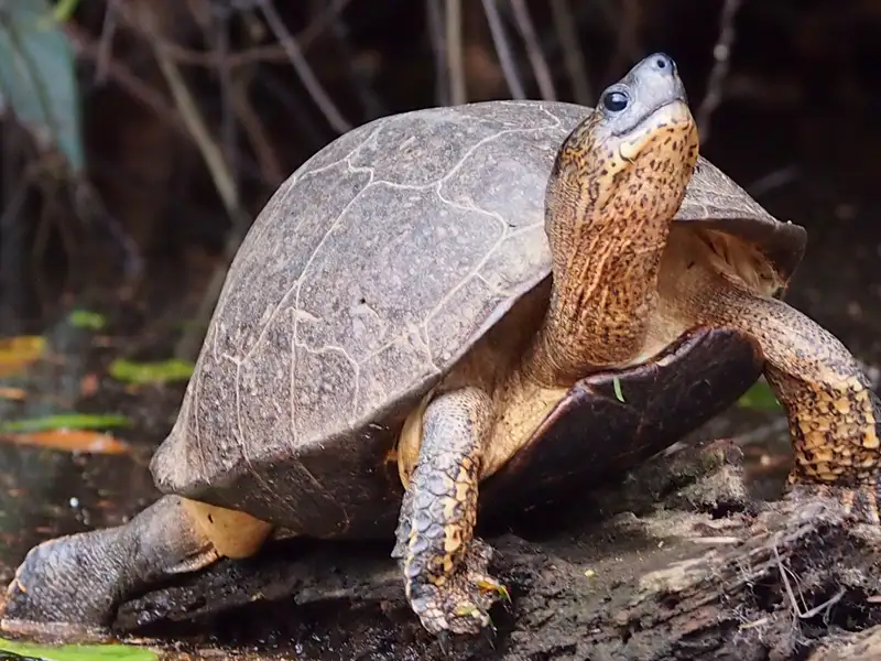 Schildkröte auf einem Baumstamm