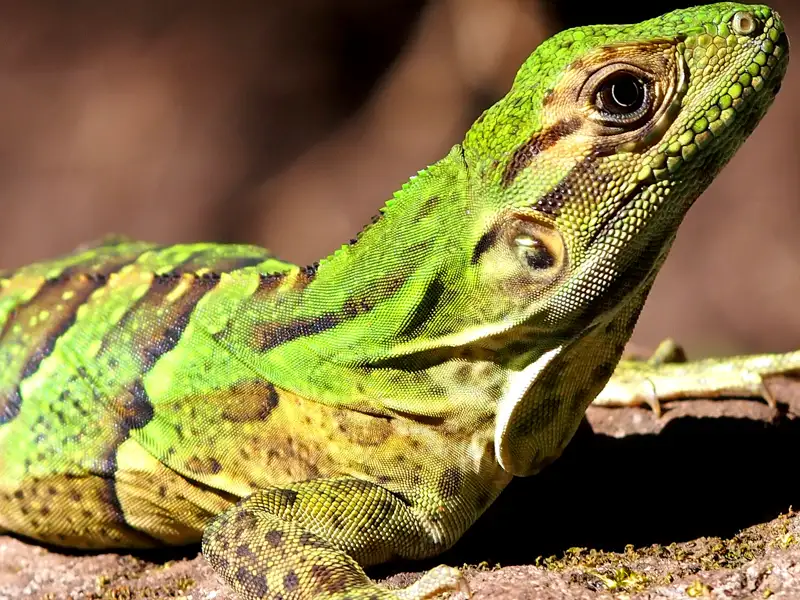 Grüner Leguan in seiner natürlichen Umgebung.