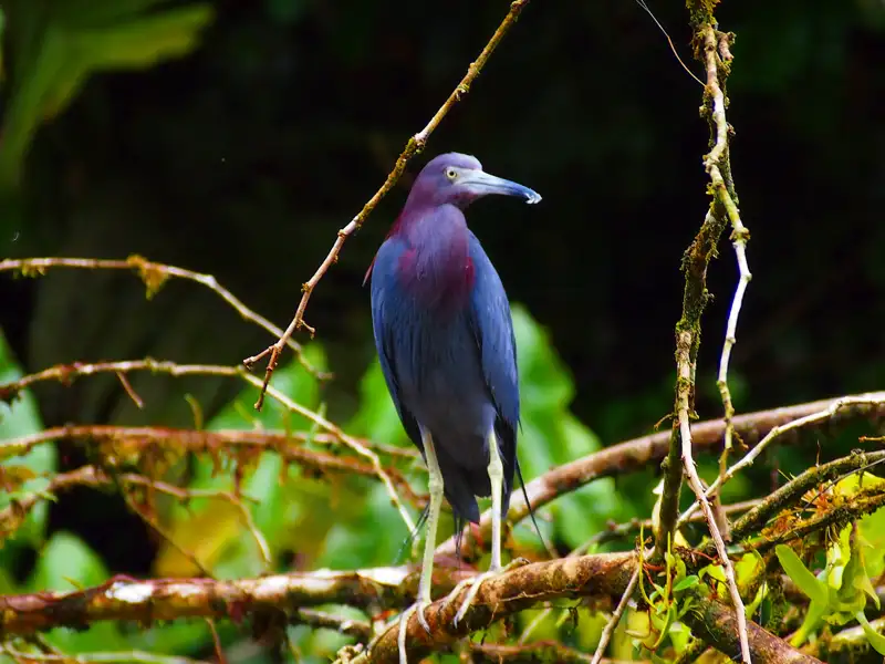 Violetter Reiher auf einem Ast im Wald.