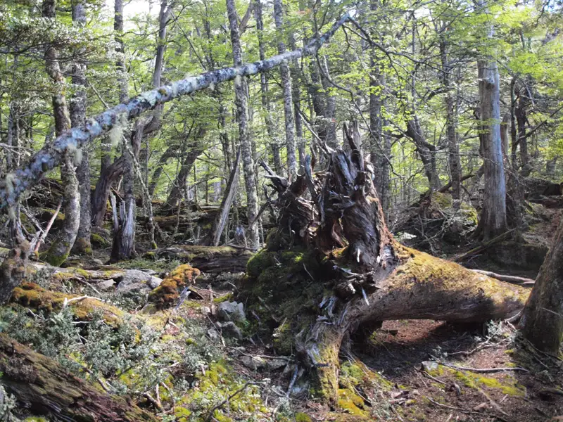 Umgestürzter, moosbedeckter Baumstamm im Wald.