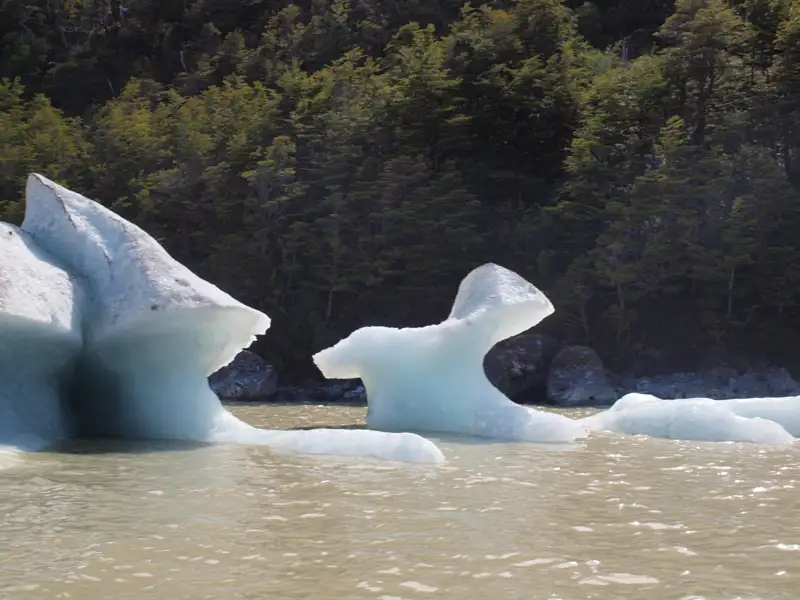 Eisberge im Wasser treibend, mit einem bewaldeten Ufer im Hintergrund.
