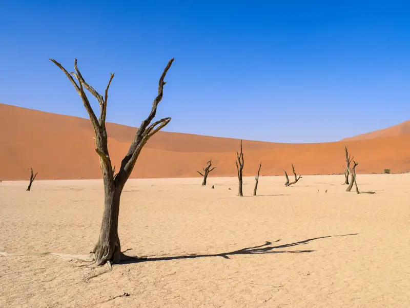 Abgestorbene Bäume und Sanddünen