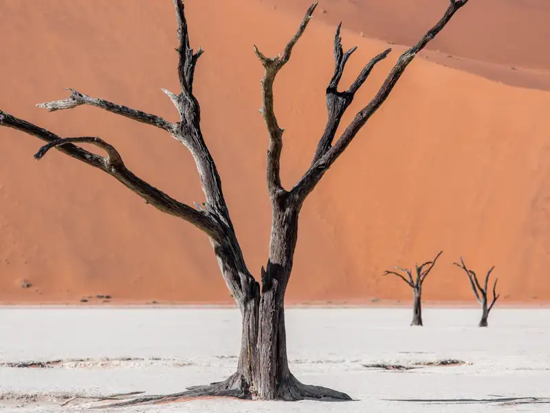 Abgestorbener Baum in einer trockenen Landschaft mit einer Sanddüne im Hintergrund.