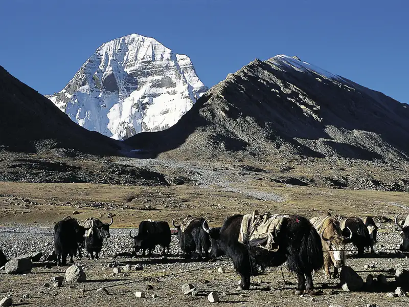 Yaks im Vordergrund mit dem schneebedeckten Gipfel des Kailash im Hintergrund.