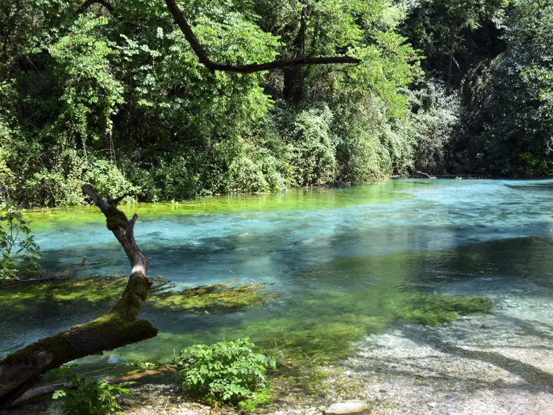 Klares, türkisfarbenes Wasser der Karstquelle Blaues Auge in Albanien, umgeben von grüner Ufervegetation und einem bemoosten Baumstamm im Vordergrund.