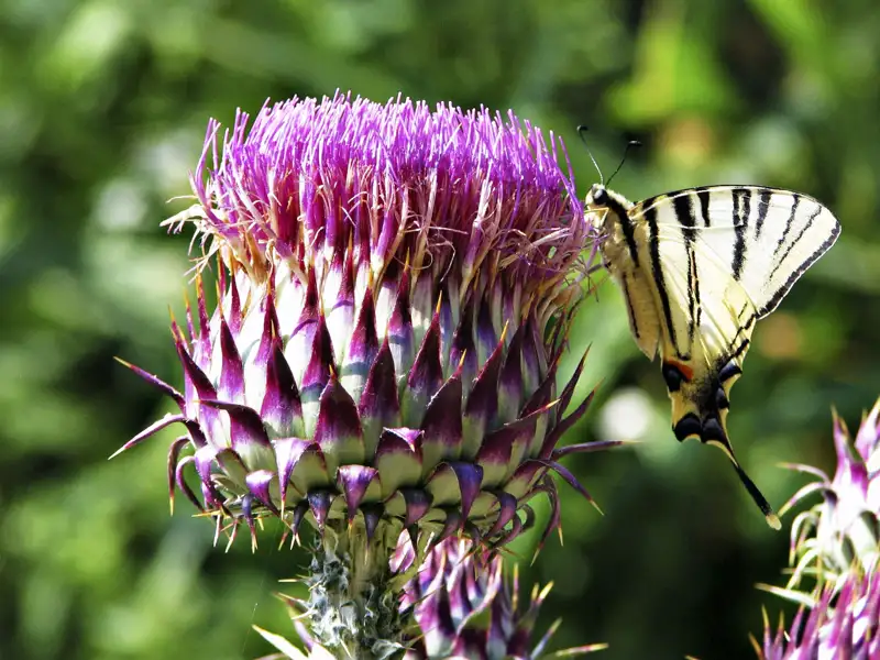 Schmetterling auf einer Distelblüte