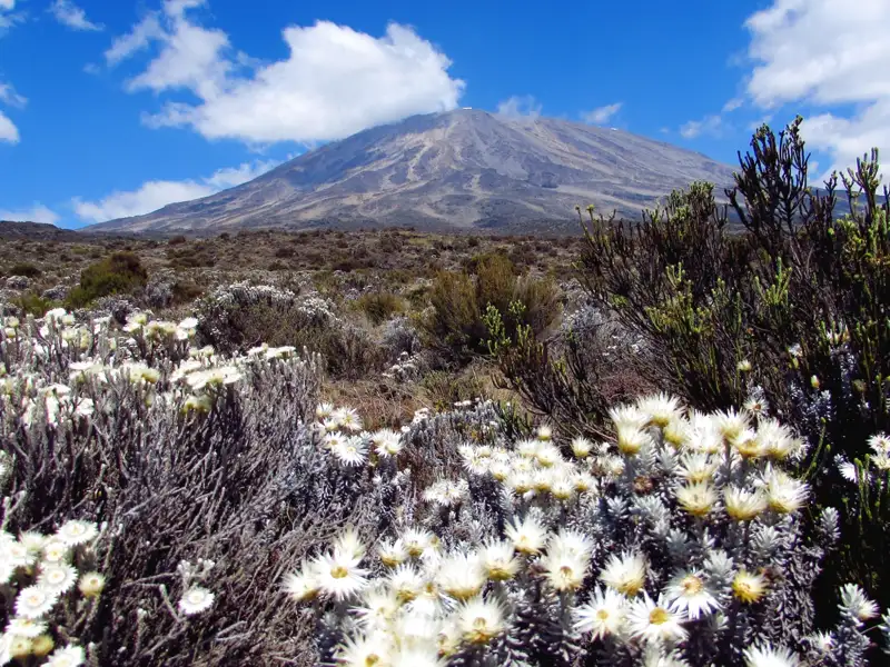 Weiße Bergblumen im Vordergrund, der Kilimandscharo im Hintergrund.