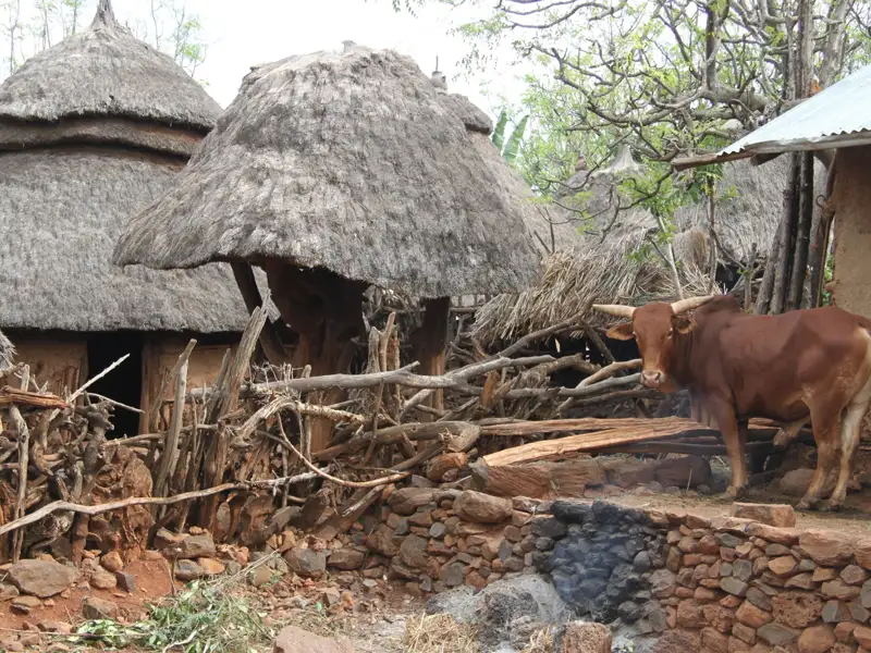 Traditionelle Hütten mit Strohdächern und ein Zebu-Rind, typisch für ländliche Gebiete.