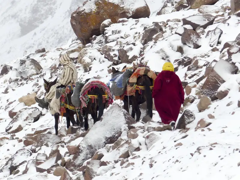 Traditioneller Transport mit Maultieren durch verschneites Gebirge.