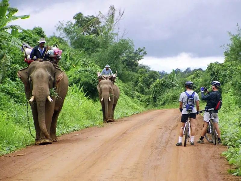 Radfahrer treffen auf Elefanten während einer Radtour durch den Dschungel.