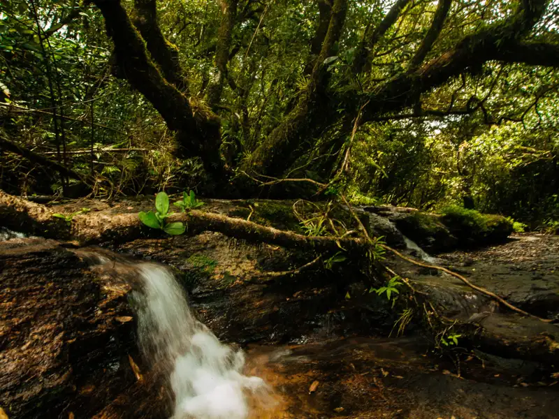 Kleiner Wasserfall im Wald.