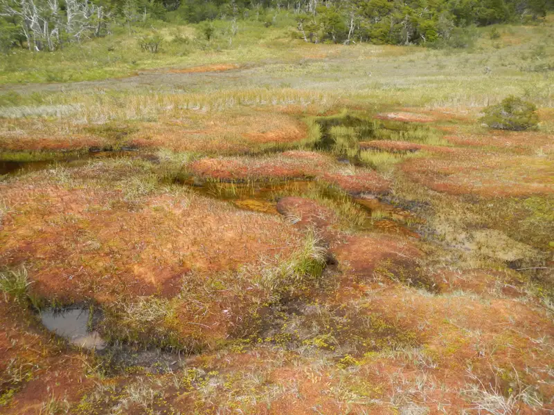 Feuchtgebiet mit rötlichem Bewuchs und Wasserflächen.