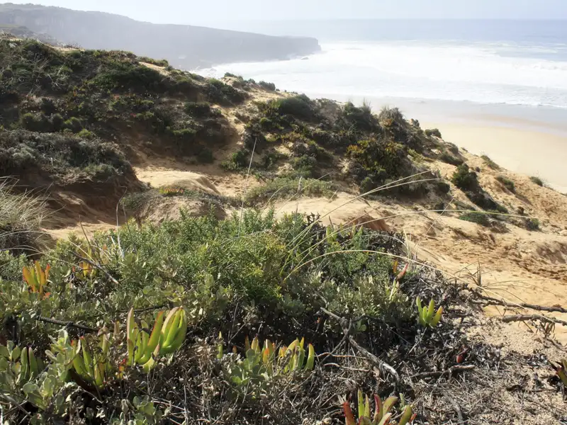 Dünenvegetation und Sand an der Küste.