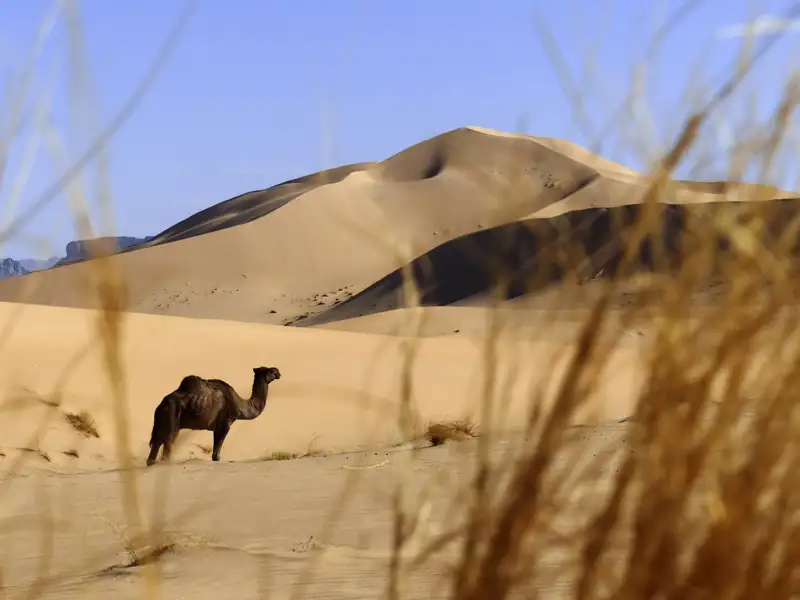 Kamel in der Wüste