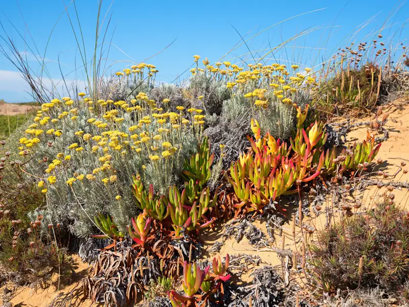 Dünenvegetation mit gelben Blüten und Sukkulenten.
