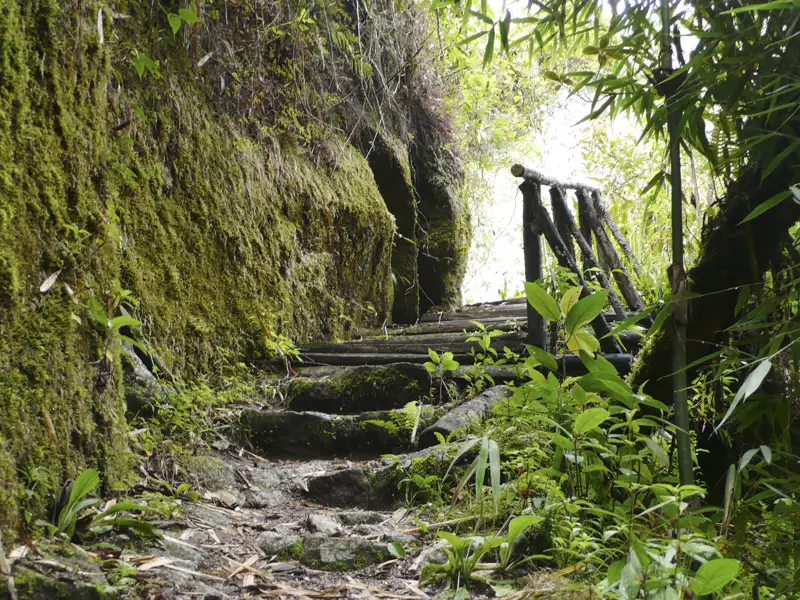 Moosbewachsener Pfad im Dschungel mit Holzgeländer.