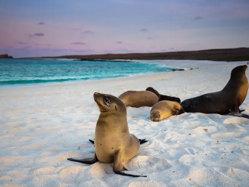 Seelöwen am Strand bei Sonnenuntergang.