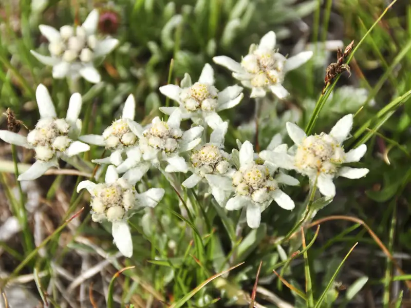 Edelweißblüten in ihrer natürlichen Umgebung in den Alpen.