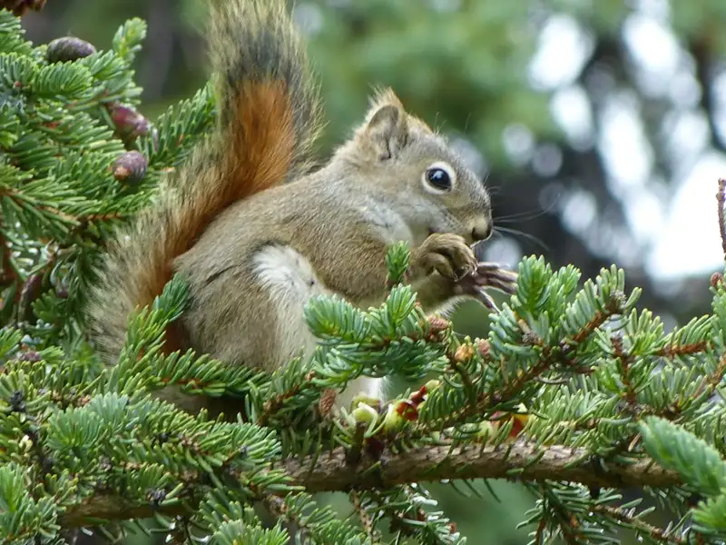 Eichhörnchen frisst auf einem Tannenbaum.