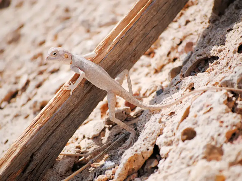 Eidechse in der Wüste