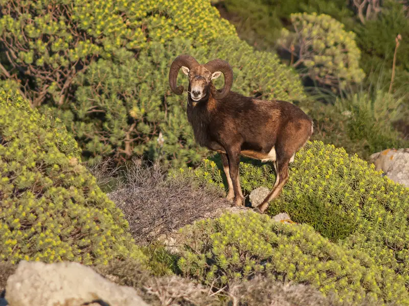 Ein Mufflon mit großen Hörnern in seinem natürlichen Lebensraum.
