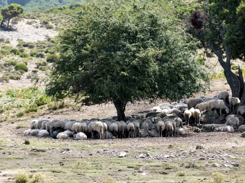 Schafe ruhen im Schatten eines Baumes.