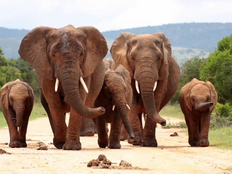 Elefantenherde auf Safari.