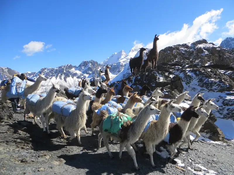 Lamas transportieren Gepäck im Hochgebirge.